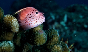 Maldives 2021 - Poisson-faucon de Forster - Freckled hawkfish - Paracirrhites forsteri - DSC00168_rc